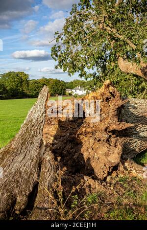 Gefallene Devon-Eiche, fallend, Eiche Baum, Woodland, Schönheit, Zweig - Pflanzenteil, gebrochen, braun, beschädigt, Tag, tot, Zerstörung, trocken, Stockfoto