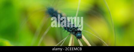 Peacock Butterfly Schwarz und weiß Spikey Raupen Nahaufnahme niedrig Makroansicht auf Ebene Stockfoto