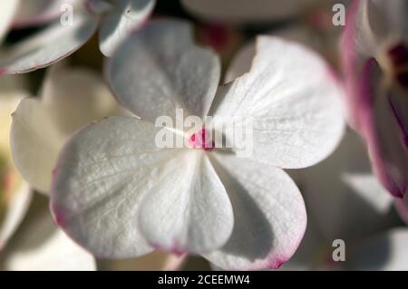 Hortensia paniculata Vanille Fraise, weiße Blume mit rosa Nabe, Kilbrannish South, County Carlow, South East Ireland, Europa Stockfoto