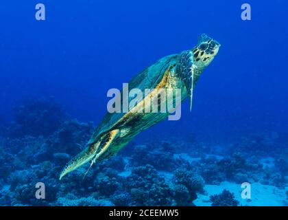 Hawksbill Schildkröte, Eretmochelys imbricata, Schwimmen im offenen Wasser über Korallenriff, Hamata, Rotes Meer, Ägypten Stockfoto