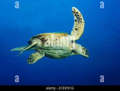 Hawksbill Schildkröte, Eretmochelys imbricata, Schwimmen im offenen Wasser über Korallenriff, Hamata, Rotes Meer, Ägypten Stockfoto