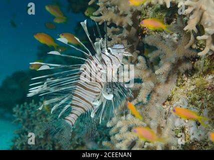 Gemeiner Löwenfisch, Pterois volitans, schwimmend über sandigen Meeresboden am Korallenriff, in den tropischen Gewässern des Roten Meeres Stockfoto