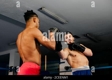 Muskulöse Männer stehen im Boxring und ziehen Handschuhe an. Stockfoto