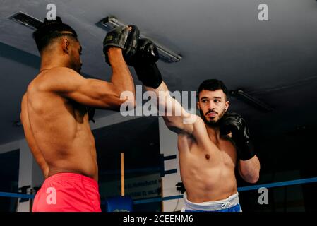 Muskulöse Männer stehen im Boxring und ziehen Handschuhe an. Stockfoto