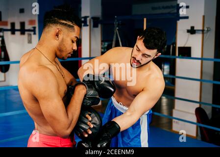 Muskulöse Männer stehen im Boxring und ziehen Handschuhe an. Stockfoto