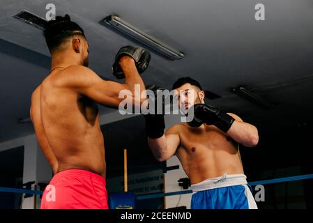 Muskulöse Männer stehen im Boxring und ziehen Handschuhe an. Stockfoto