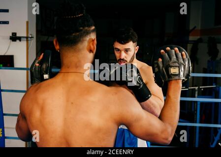 Muskulöse Männer stehen im Boxring und ziehen Handschuhe an. Stockfoto