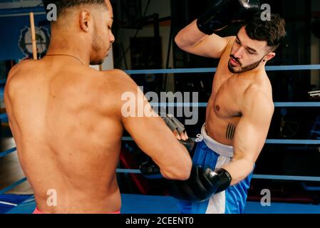 Muskulöse Männer stehen im Boxring und ziehen Handschuhe an. Stockfoto