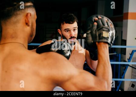 Muskulöse Männer stehen im Boxring und ziehen Handschuhe an. Stockfoto