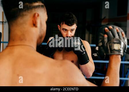 Muskulöse Männer stehen im Boxring und ziehen Handschuhe an. Stockfoto