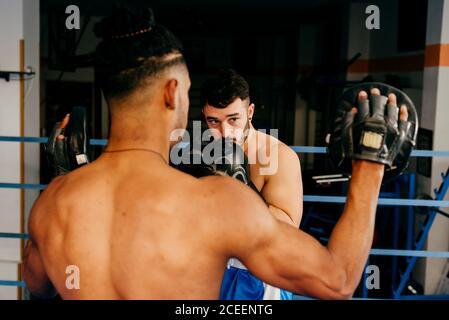 Muskulöse Männer stehen im Boxring und ziehen Handschuhe an. Stockfoto