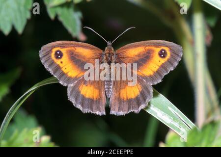 Pförtner-Schmetterling (Pyronia tithonus) Sussex Garden, Großbritannien Stockfoto