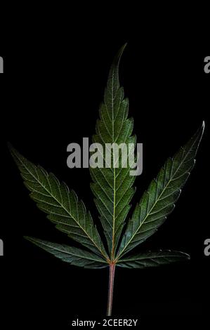 Nahaufnahme eines gut beleuchteten Marihuana-Blattes mit 5 Fingern Um die Venen auf schwarzem Hintergrund zu zeigen Stockfoto