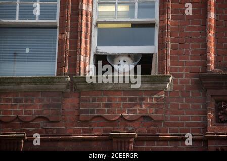 Ein weißer Hund, der einen Plastikkragen des Tierarztes trägt, blickt aus einem alten Schiebefenster im ersten Stock eines roten gemauerten Gebäudes in Brighton Stockfoto