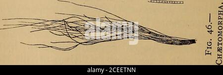 . Wissenschaft vom Meer. Ein elementares Handbuch der praktischen Ozeanographie für Reisende, Segler und Segler. GRÜN ALG.E 137 Stockfoto