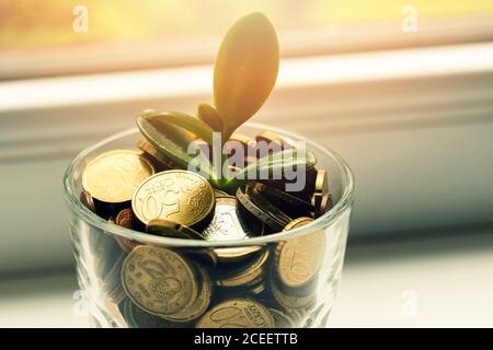 Pflanze wächst aus Sparmünzen Glas Glas - Investition Und Zinskonzept Stockfoto