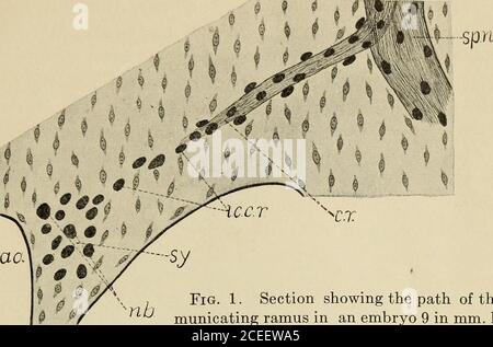 . Die Entwicklung des sympathischen Nervensystems bei Säugetieren. mes. p/.a. -supr Abb., ein Diagrammatischer Querschnitt eines Embryos 12 mm. Längs durch die supraenalen Körper, X 50. SYMPATHISCHES SYSTEM BEI SÄUGETIEREN 221 § I 4 , F. I F &^/^^ -p^^ ^ Abschnitt, der den Pfad des com- §/ nu muniating Ramus in einem Embryo zeigt 9 in mm. Länge, X 210. (Siehe unten stehende Referenzbuchstaben.) REFERENZBUCHSTABEN VON ABBILDUNGEN {außer Abb. 16) Alle Figuren wurden mit Hilfe der Kamera lucida oder der Vorführlaterne gezeichnet. Eine einheitliche Vergrößerung wurde nicht übernommen, sondern die Skala der Durchmesser des Ziehens Stockfoto