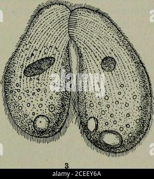 . Pathogene Mikroorganismen, einschließlich Bakterien und Protozoen; ein praktisches Handbuch für Studenten, Ärzte und Gesundheitsbeauftragte. Bitlantidiuni coli: 1, 2, Stufen der Teilung; 3, Konjugation. (Nach Leuckart.) organoide Strukturen, die die Nahrung erhalten, einige haben definitemouth Öffnungen, in der Tat, und bestimmte Plätze für die Ausscheidung von Abfällen })Rute-Ucts. Die Lebensmittelsauger können saure oder alkalische Digestiveprodukte enthalten. Das Kernmaterial wird in zwei Formen difteterentiiert, in einen alargen Makronukleus und einen viel flauschigen Mikronukleus. Die Funktion des Makronukleus soll vegetativ sein, und die des Themes Stockfoto