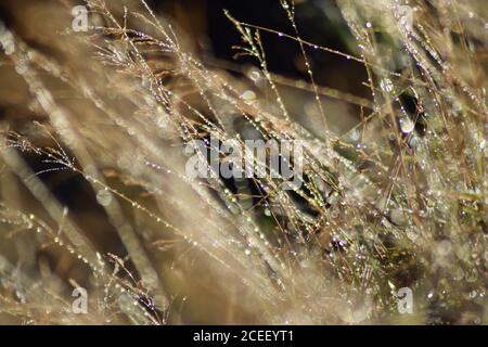 Tautropfen auf Wildgräsern 2 Stockfoto
