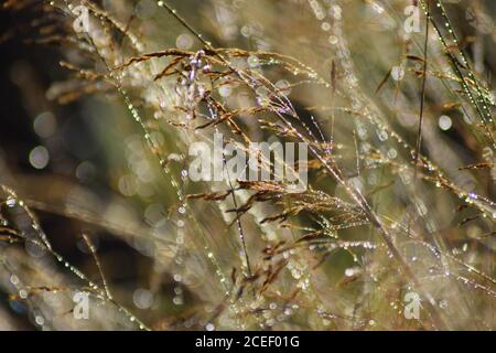 Tautropfen auf Wildgräsern 1 Stockfoto
