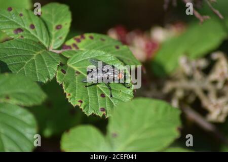 Fleisch-Fly Stockfoto