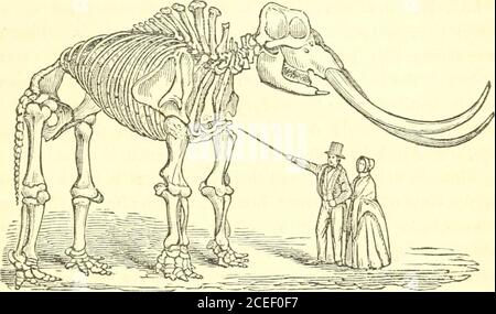 . Grundsätze der Zoölogie : Berühren der Struktur, Entwicklung, Verteilung und natürliche Anordnung der Rassen von Tieren, lebenden und ausgestorbenen mit zahlreichen Abbildungen : Teil 1, Vergleichende Physiologie : für den Einsatz von Schulen und Hochschulen. Imale aus dieser Zeit gehören ausschließlich marine; Denn da der nördliche Teil beider Kontinente bis zu einer großen Tiefe mit Wasser bedeckt war und nur die Gipfel der Berge als Inseln über ihm erhoben wurden, so gibt es in unseren Breiten keinen Ort, wo Land oder Süsswassertiere existieren könnten. Sie erschienen also in einer Laterzeit, nachdem das Wasser hatte Stockfoto