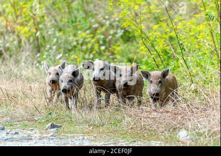 Kleines Wildschwein im Wald. Dreckig. Wildschwein im Sommerwald Stockfoto