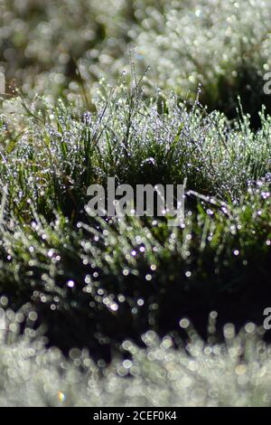 Mit Tau beladenes Gras Stockfoto