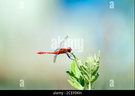 Schöne Libelle (Sympetrum sanguineum) auf einem spitzen Ast sitzend Stockfoto