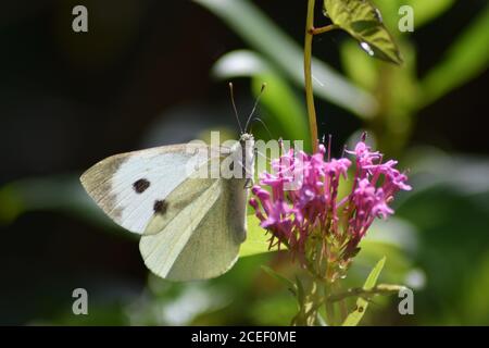 Kleiner weißer Schmetterling auf rosa Blume Stockfoto