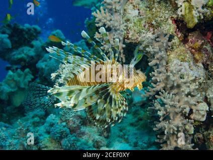 Gemeiner Löwenfisch, Pterois volitans, schwimmend über sandigen Meeresboden am Korallenriff, in den tropischen Gewässern des Roten Meeres Stockfoto