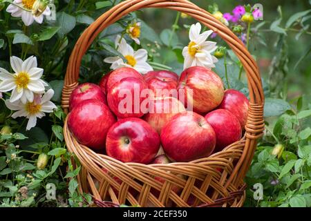 Korb mit Äpfeln Zwiebeln stehen im Gras Stockfoto