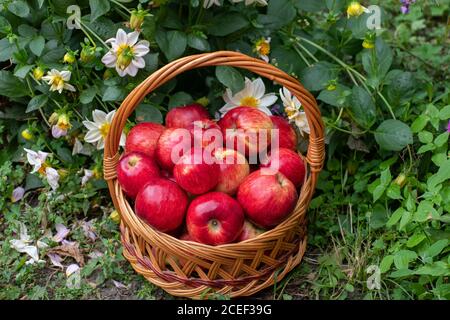 Korb mit Äpfeln Zwiebeln stehen im Gras Stockfoto