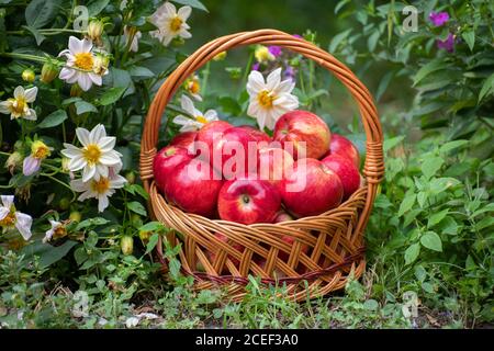 Korb mit Äpfeln Zwiebeln stehen im Gras Stockfoto