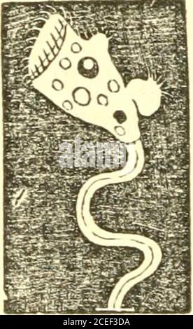 . Grundsätze der Zoölogie : die Struktur, Entwicklung, Verteilung und natürliche Anordnung der Rassen von Tieren, lebenden und ausgestorbenen mit zahlreichen Abbildungen berühren : Teil 1, Vergleichende Physiologie : Für den Gebrauch von Schulen und Hochschulen. apter, dieser Eierlionen, und die Entwicklung von Embryonen aus Eiern, ist auf alle Klassen von Tieren, und muss als der große Prozess für die Fortpflanzung von Arten betrachtet werden. Zwei andere Vermehrungsmodusder, die jedoch nur auf eine begrenzte Anzahl von Tieren Anwendung, bleiben zu erwähnen, nämlich Gemmiparousreproduction, oder Vermehrung durch Knospen Stockfoto