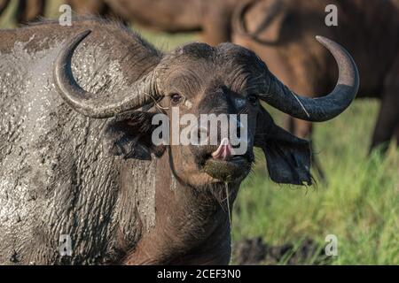 Eine schlammige junge afrikanische bufallo neugierig Blick auf die Photograp Stockfoto