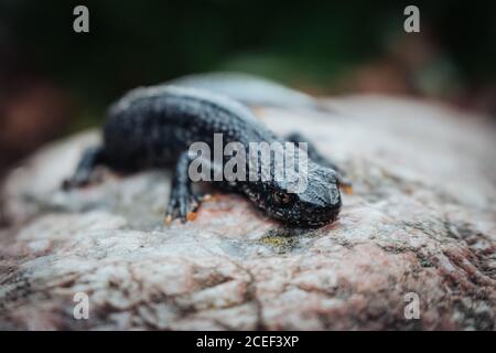 Schwarzer Molch sitzt auf einem rosa Stein. Frühling. Selektiver Fokus. Stockfoto