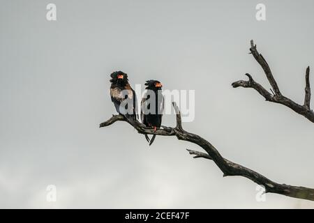 Ein Paar Bateleur sitzt auf einem Ast bei Sonnenaufgang im Krüger NP, Stockfoto