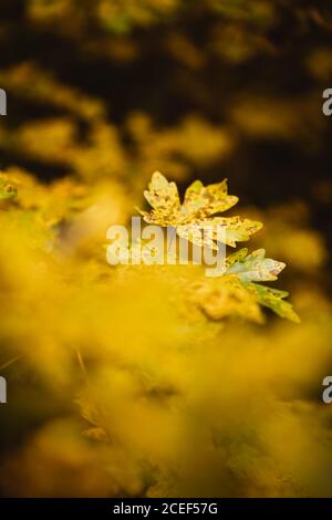 Hintergrund der herbstlichen Blätter Stockfoto