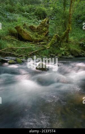 Moosbedeckte Baumstämme zerfallen langsam am Ufer eines Fluss in Courel Mountains Geopark Galicia Stockfoto