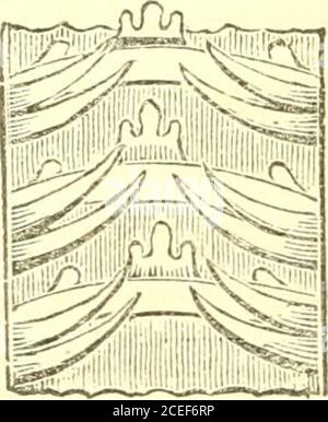 . Grundsätze der Zoölogie : Berühren der Struktur, Entwicklung, Verteilung und natürliche Anordnung der Rassen von Tieren, lebenden und ausgestorbenen mit zahlreichen Abbildungen : Teil 1, Vergleichende Physiologie : für den Einsatz von Schulen und Hochschulen. Abb. 58. Stockfoto