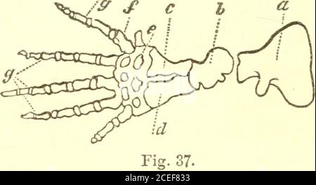 . Grundsätze der Zoölogie : Berühren der Struktur, Entwicklung, Verteilung und natürliche Anordnung der Rassen von Tieren, lebenden und ausgestorbenen mit zahlreichen Abbildungen : Teil 1, Vergleichende Physiologie : für den Einsatz von Schulen und Hochschulen. Abb. 36.stouter, die Karpaltknochen sind weniger zahlreich, und die Fingernägel sind kurz und mit starken, zurückziehbaren Krallen bewaffnet. Im Wal, (Abb. 37,) die Gebeine des Armes und des Vorderarms sind verkürzt und sehr massiv; die Hand ist breit, die Finger stark und weit voneinander entfernt. Stockfoto