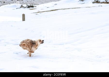 Pelzigen Hund Spaß im Schnee Stockfoto