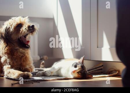Faule Katze und gähnender Hund liegen auf der Matte bei Sonnenschein Tag im gemütlichen Zimmer zu Hause Stockfoto