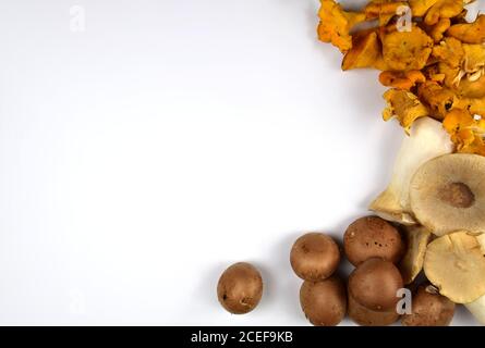 Bunte Mischung aus frischen Pilzen Stockfoto