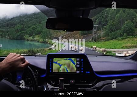 Auto, das hinter einer Herde Schafe fährt. Stockfoto