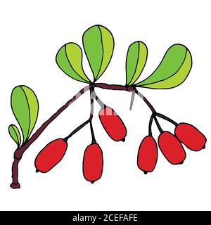 Zweig mit den Blättern und den reifen Beeren der Berberitze auf a Weißer Hintergrund Stock Vektor