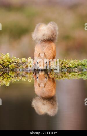 Eurasisches Rothörnchen (Sciurus vulgaris) Trinken am Rande eines kleinen Pools und reflektiert Im Wasser Stockfoto