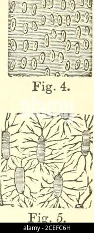 . Prinzipien der Zoölogie : Berühren der Struktur, Entwicklung, Verteilung und natürliche Anordnung der Rassen von Tieren, lebenden und ausgestorbenen mit zahlreichen Abbildungen : Teil 1, Vergleichende Physiologie : für den Einsatz von Schulen und Hochschulen. Gewebe gibt es weit größere Schwierigkeiten. Ihre Variationen sind so groß und ihre Transformationen so vielfältig, dass es nach der Embryonikperiode manchmal unmöglich ist, selbst durch die engste Untersuchung ihre ursprüngliche Zellstruktur zu erkennen. 40. Mehrere Arten von Geweben sind in der tierischen Struktur gekennzeichnet worden; aber ihre Unterschiede sind nicht alwa Stockfoto