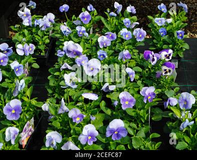 Ein Blick auf eine Auswahl von blauen Stiefmütterchen, die im Bereich der Bettbezüge in einem Gartencenter in Taverham, Norfolk, England, Vereinigtes Königreich, ausgestellt sind. Stockfoto